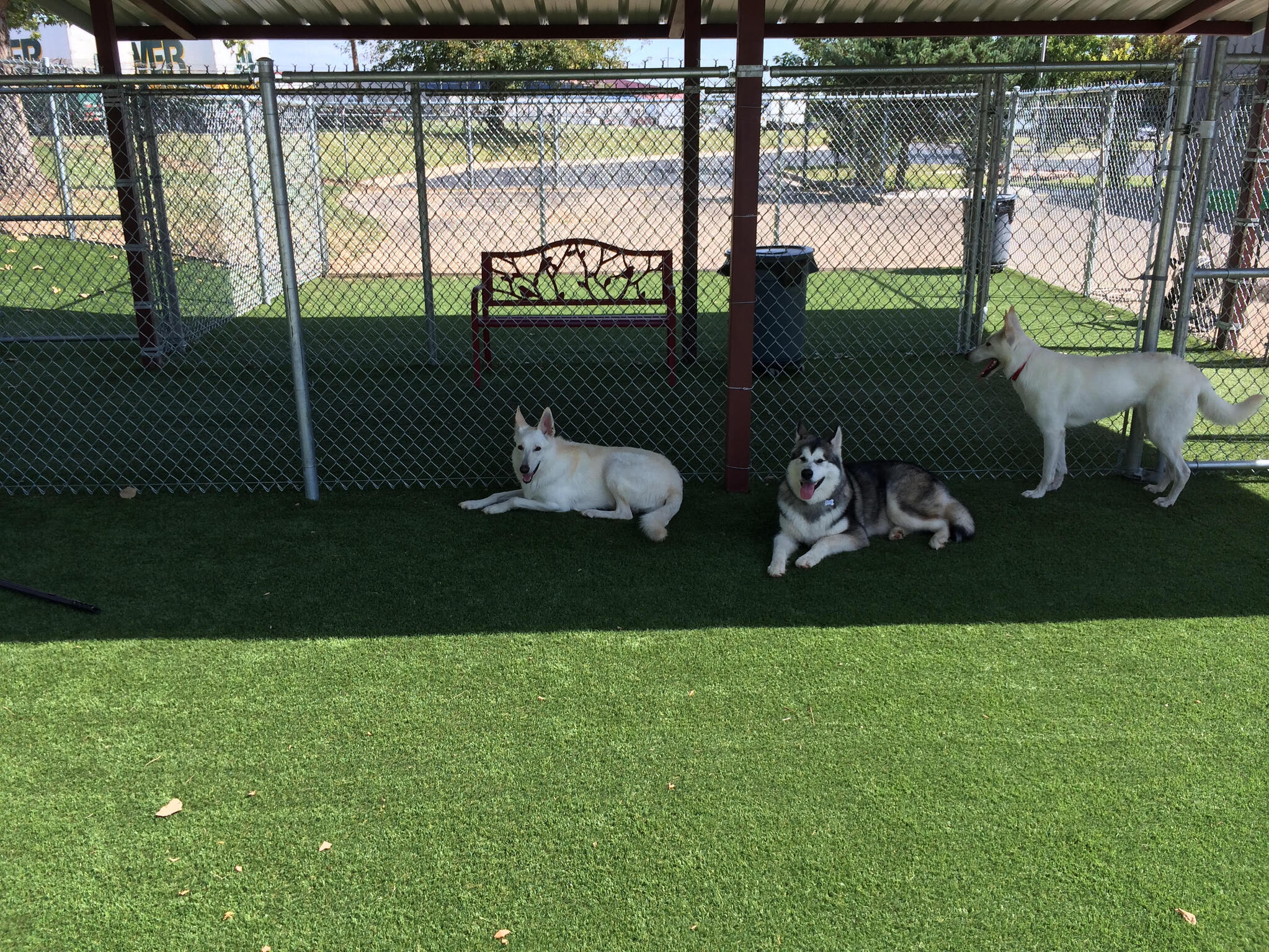 Pet-Friendly Artificial Turf